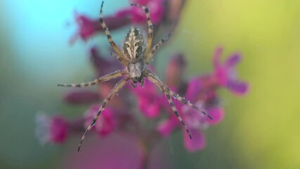 An insect in the rain. Creative . An interesting color spider sitting on a web with water droplets and behind it is raining falling on it, flowers and cobwebs.