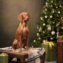 Funny Dog At Christmas Tree. Hungarian Vizsla On A Green Background
