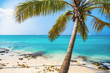 Caribbean Sea Palm Trees Paradise