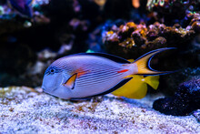 Sohal Surgeonfish (Acanthurus Sohal). Wonderful And Beautiful Underwater World With Corals And Tropical Fish. Photo Of A Tropical Fish On A Coral Reef. Selective Focus And Selective White Balance