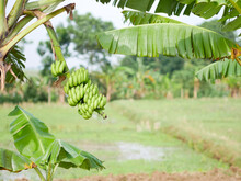 Bunches Of Green Bananas Hanging On A Banana Tree. Tropical Fruit Plant