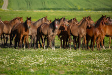 Race Horses In The Meadow