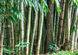 Fototapeta Sypialnia - Closeup of tropical bamboo forest.