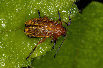 Poster - Adult Leaf Beetle