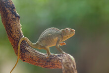 Little Chameleon On Branch