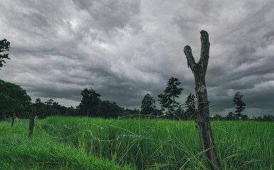 Wall Mural - Green rice paddy field with a barbed wire fence and wooden pole with a stormy sky. Rice farm in Asia. Green paddy field. Landscape of agricultural farm. Agricultural area. Rice farm in rainy season.