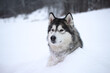Domestic dog alaskan malamute in winter lies half-turned in the snow background blurred horizontal photo