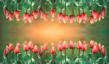 Fototapeta Tulipany - czerwone tulipany wiosną jako tło