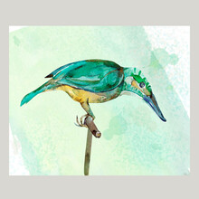 Alcedo Atthis  . Watercolor Sketch.  Pattern. Image On White And Colored Background.