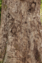 Mango angiosperm tree trunk