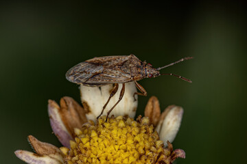 Poster - Adult Pentatomomorph Bug