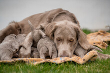 Dog Mom With Her Puppies. Seven Newborn Long-haired Weimaraner Puppies Drink From Their Mother Dog. Her Tail Sticking Up While Drinking. Small Pedigree Gray Dogs Grow Up With Their Families.