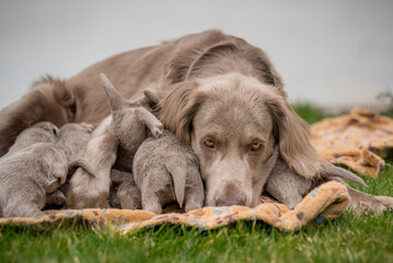 Wall Mural - Dog mom with her puppies. Seven newborn long-haired Weimaraner puppies drink from their mother dog. Her tail sticking up while drinking. Small pedigree gray dogs grow up with their families.