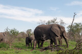 Fototapeta Sawanna - An elephant calf sniffing with it's trunk in the air while following it's mom. Location: Kruger National Park, South Africa