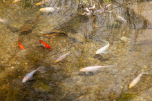 Koi Carp Fish Swimming  In A Freshwater Pond, Stock Photo Image
