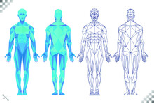 Low Poly High Tech Blue Color Human Body Triangles And Black Line Art Transparent Background. Based On Male Muscle Patterns And Physiology Back And Frontal