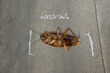 Cockroach dead on cement floor and Location of incident .Concept the disease and the danger of cockroaches.