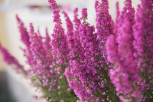 Pink Heather Shrubs - Flowering In A Pot
