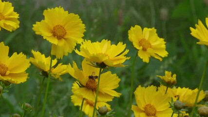 Wall Mural - Yellow flowers of Cosmos sway in the wind.