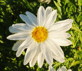 Wall Mural - dew on flower petals for background