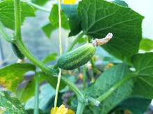 Little Green Cucumber Growing On A Plant With Big Leaves In A Greenhouse.