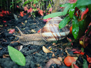 garden snail on the leaf