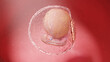 3d rendered illustration of a human embryo - week 4