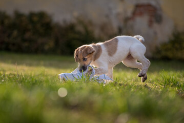 Wall Mural - Little puppy playing in the park in the green meadow. The little baby dog has a white and brown mottled fur. Close up of a cute puppy