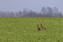 Two Hares In A Meadow Look At Each Other