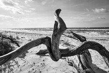 Driftwood, Tree Root Lying On The Baltic Sea Coast On The Beach In Front Of The Sea In Black And White.