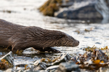 Wall Mural - Otter (Lutra lutra) on the coastline of Mull, Scotland