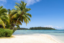 Tropical Beach With White Sand And Palm Trees