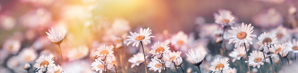 Selective and soft focus on daisy flower,  beautiful meadow landscape in spring,  meadow flowers lit by sunlight in late afternoon	