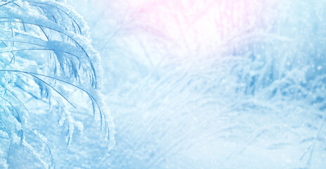 Poster - Winter landscape with snow-covered reeds in the sun. Winter snowy background.