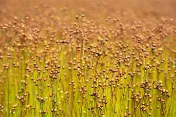 Closeup of ripe flax plants in a field shortly before harvest. The photo was taken in the Dutch province of North Brabant on a sunny day in the summer season.