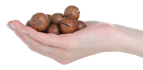 Wall Mural - Macadamia nuts in hand on white background isolation