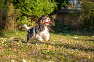 Wall Mural - Cavalier King Charles Spaniel purebred plays and runs in the garden in the green meadow. Three colored little dog with floppy ears flying around when running.