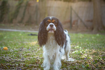 Wall Mural - Cavalier King Charles Spaniel purebred plays in the garden in the green meadow. Three colored little dog with floppy ears flying around when running.