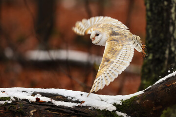 Sticker - Barn owl flying in beautiful autumn forest at the evening. Wildlife scene from nature. Tyto alba