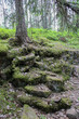 Forest landscape on Valaam Island in Karelia