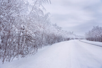 Sticker - The road in winter season forest with frost and snow on firs brunches