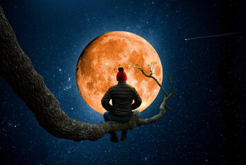 Wall Mural - man observes the moon on the trunk of a large tree
