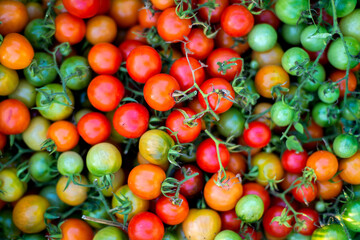 Wall Mural - Woman Harvests tomatoes From Her Garden