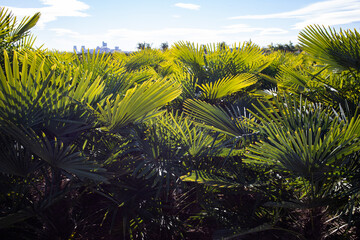 Canvas Print - palm leaves background tropical plants