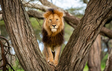 King Of The Jungle Staring From Tree