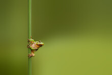 Green Frog On A Leaf