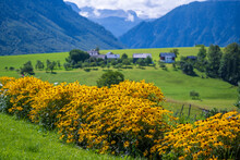 Yellow Wildflowers With View Of The Village, Green Fields And Forest In Mountains Alps Austria, Europe