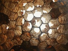Bee Nest Nature Details