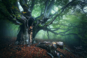 Wall Mural - old magical tree with big branches and green and red leaves in fog at dusk. mystical autumn foggy fo