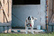 Duży pies na łańcuchu broniący zabudowań na wsi